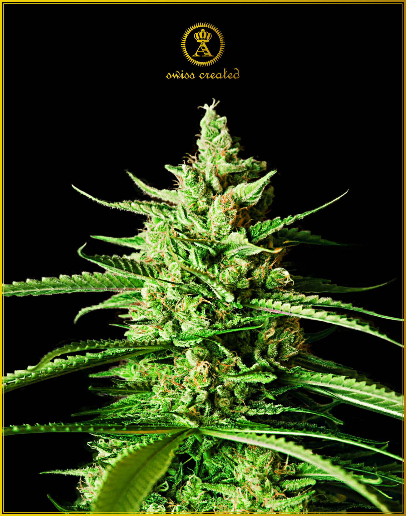 AK-01 fem (Anaconda Seeds)