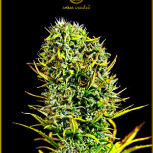 Amnesia Haze fem (Anaconda Seeds)