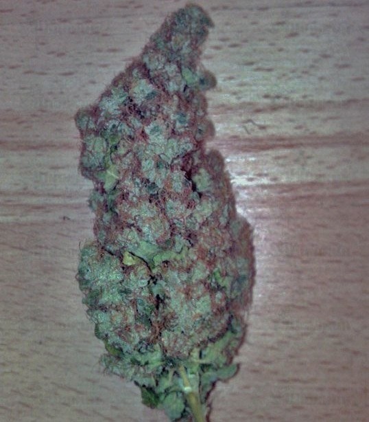 Haze Berry fem (RQS) семена конопли — изображение 4