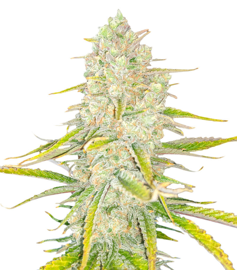 Семена сорта Monster Gelato fem (Monster Genetics)