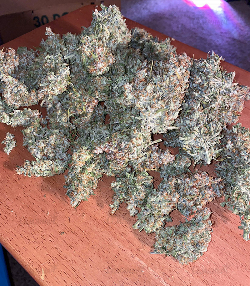 Семена сорта Original Auto Skunk fem (FastBuds) — изображение 3