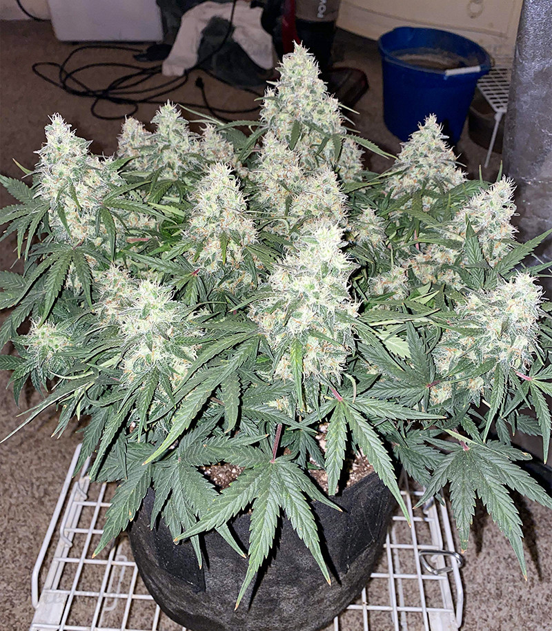 Семена сорта Original Auto Skunk fem (FastBuds) — изображение 4