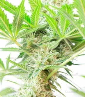 Somango XL fem (RQS) семена конопли — изображение 2