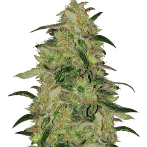 Семена сорта Sweet ZZ fem (Sweet Zkittlez) (RQS)