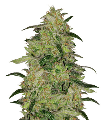 Семена сорта Sweet ZZ fem (Sweet Zkittlez) (RQS)
