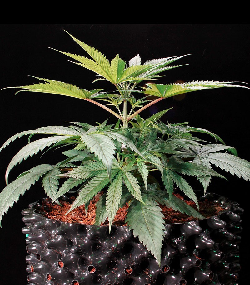 Семена сорта Green Gelato fem (Royal Queen Seeds) — изображение 3