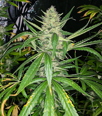 Семена сорта Monster Pebbles fem (Monster Genetics) — изображение 9