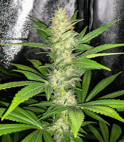 Семена сорта Monster Pebbles fem (Monster Genetics) — изображение 8