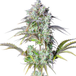 Семена сорта Original Big Bud Auto fem (FastBuds)
