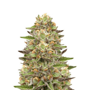Семена сорта Green Gelato fem (Royal Queen Seeds)