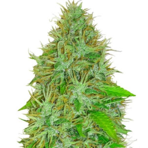 2 Fast 2 Vast auto fem (Heavyweight Seeds) семена конопли