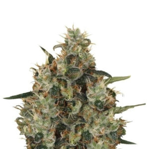 Medical Mass fem (RQS) семена конопли