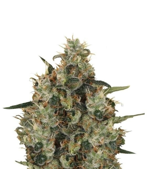 Medical Mass fem (RQS) семена конопли