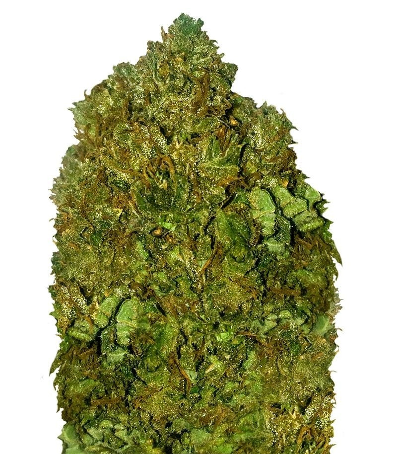 Money Bush fem (Heavyweight Seeds) семена конопли