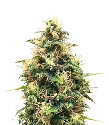 Somango XL fem (RQS) семена конопли