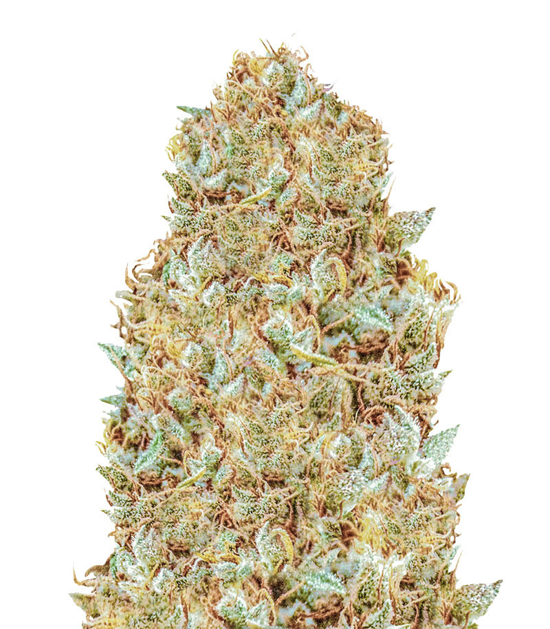 Семена сорта Monster Zkittles fem (Monster Genetics)
