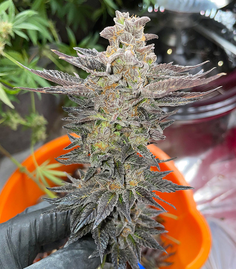 End Game R2 fem (Ethos Genetics) семена конопли — изображение 2