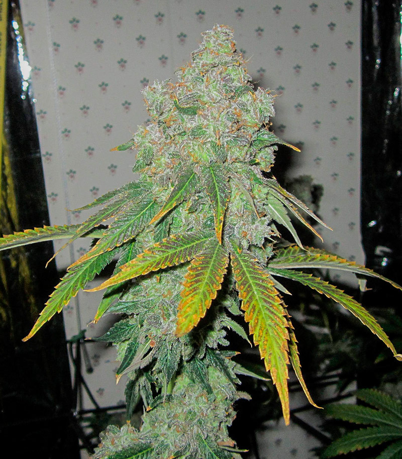 End Game R2 fem (Ethos Genetics) семена конопли — изображение 4