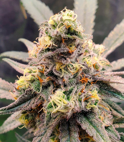 Lilac Cookies Bx2 reg (Ethos Genetics) семена конопли — изображение 2