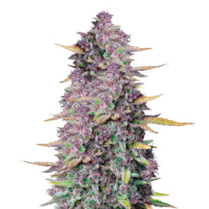 Purple Punch Auto fem (FastBuds) семена конопли