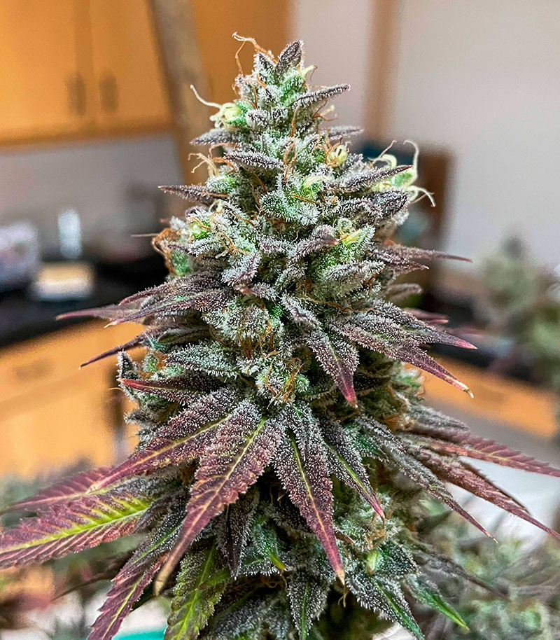 White Wedding RBX fem (Ethos Genetics) семена конопли — изображение 2