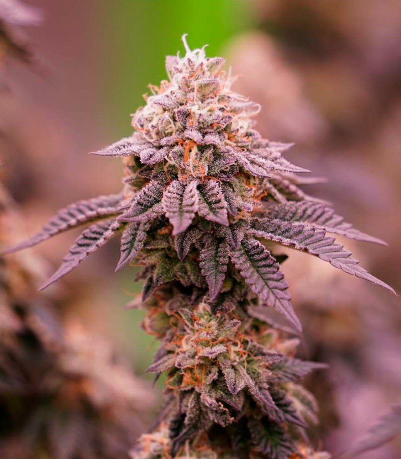 White Wedding RBX fem (Ethos Genetics) семена конопли — изображение 5