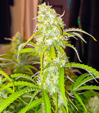 Black Herer Autoflower fem (Easy Grow Seeds) семена конопли — изображение 4