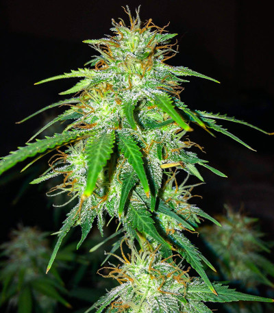Gelato Glue Autoflower fem (Easy Grow Seeds) семена конопли — изображение 4