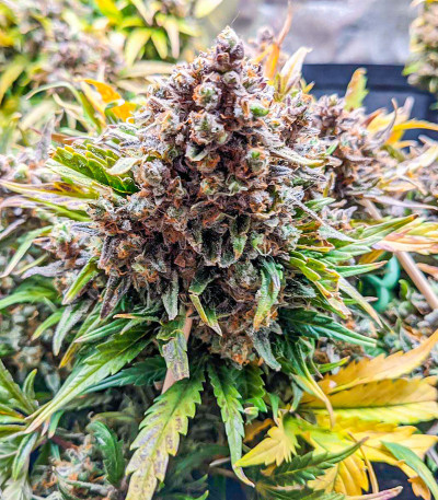 Quarter Pounder Autoflower fem (Easy Grow Seeds) семена конопли — изображение 4