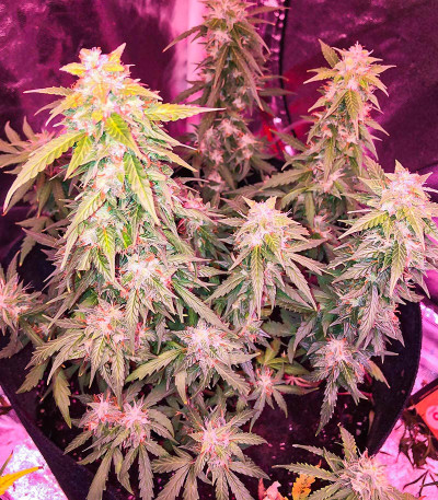 Quarter Pounder Autoflower fem (Easy Grow Seeds) семена конопли — изображение 5