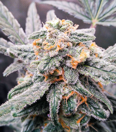 Quarter Pounder Autoflower fem (Easy Grow Seeds) семена конопли — изображение 3