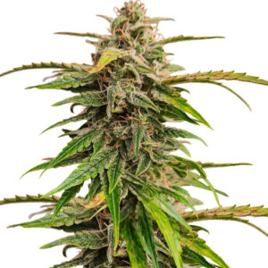 Wedding Crasher Auto fem (High Speed ​​Buds) семена конопли