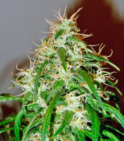 Mango Haze (Arjan's Ultra Haze #2) fem (GHS) семена конопли — изображение 3