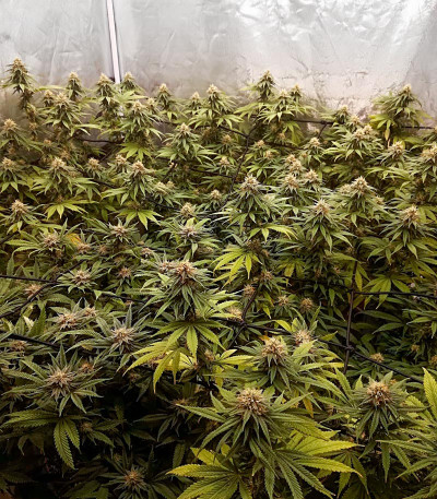 Bubba Slush fem (GHS) семена конопли — изображение 5