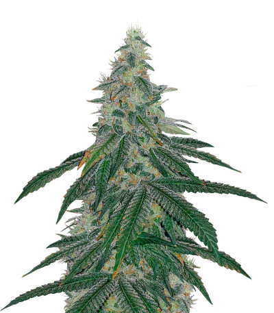 Bubba Slush fem (GHS) семена конопли