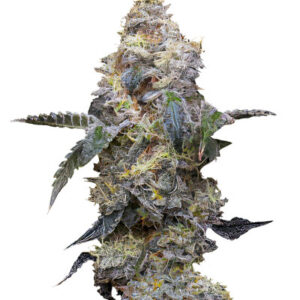 Farmer’s Daughter fem (Humboldt Seed Company) семена конопли