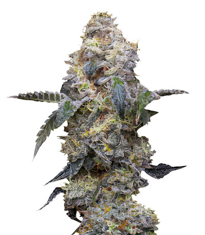 Farmer’s Daughter fem (Humboldt Seed Company) семена конопли