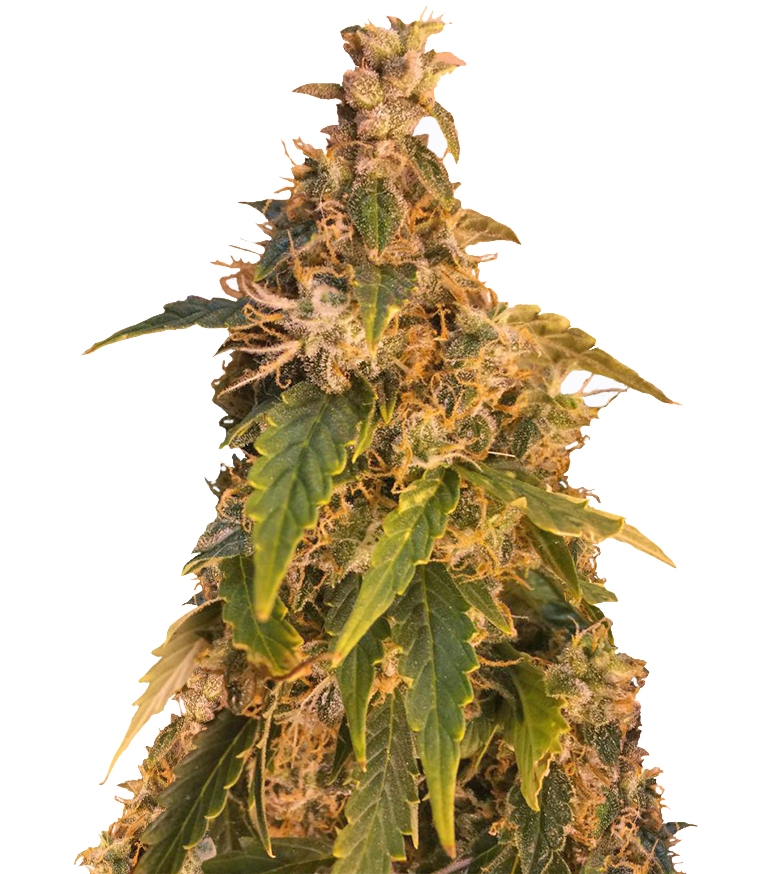 Jack Herer Auto fem (GHS) семена конопли