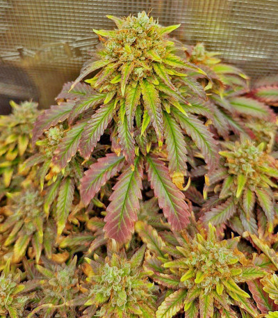 Lemon Drizzle fem (Barney's Farm) семена конопли — изображение 5