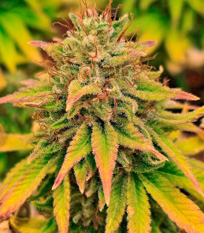 Lemon Drizzle fem (Barney's Farm) семена конопли — изображение 9
