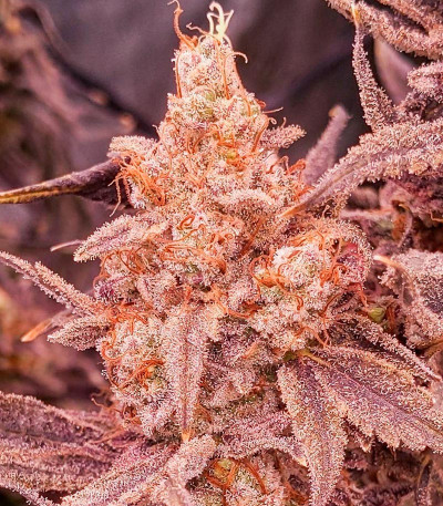Orange Creampop fem (Humboldt Seed Company) семена конопли — изображение 4