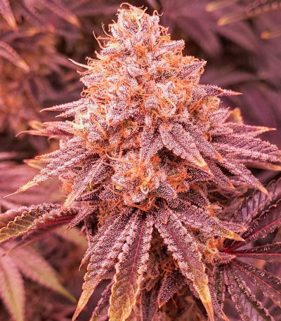 Orange Creampop fem (Humboldt Seed Company) семена конопли — изображение 3