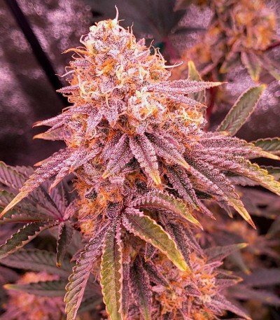 Orange Creampop fem (Humboldt Seed Company) семена конопли — изображение 5