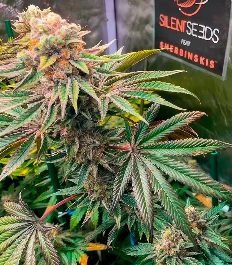 Pink Sunset by Sherbinskis fem (Silent Seeds) семена конопли — изображение 4