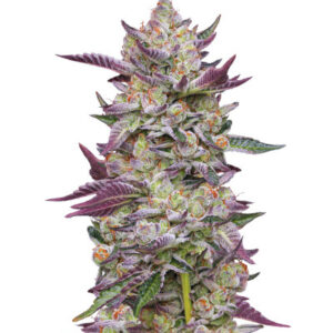 Poddy Mouth fem (Humboldt Seed Company) семена конопли