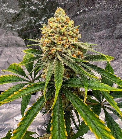 Slightly Stoopid Fruits fem (Humboldt Seed Company) семена конопли — изображение 3