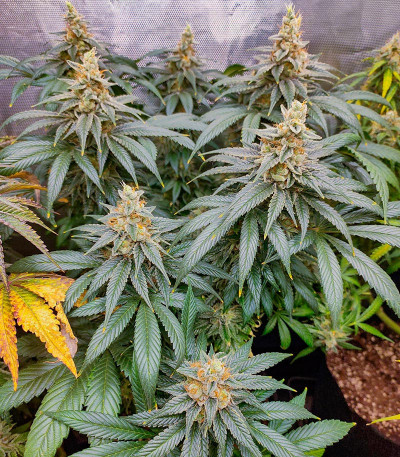 Slightly Stoopid Fruits fem (Humboldt Seed Company) семена конопли — изображение 4