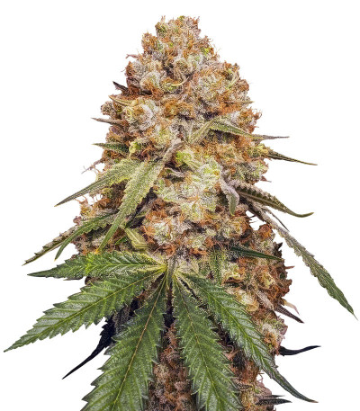 Slightly Stoopid Fruits fem (Humboldt Seed Company) семена конопли