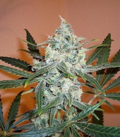 Super Lemon Haze fem (GHS) семена конопли — изображение 4