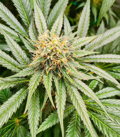 Watermelon Zkittlez fem (Barney's Farm) семена конопли — изображение 6